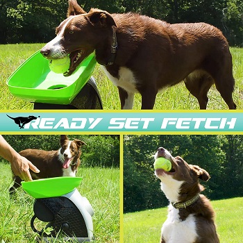 Franklin Pet Supply Ready Set Fetch