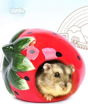 Best 6 Hamster Igloo Houses To Put In Cage Reviewed By Expert