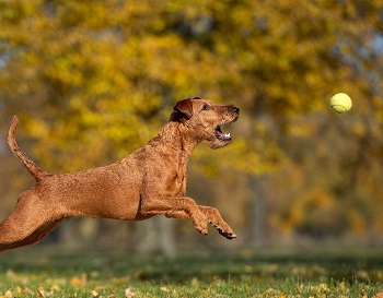 Hyper Pet K9 Kannon Ball Launcher