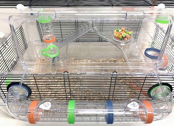 Mcage Transparent Dwarf Hamster Cage