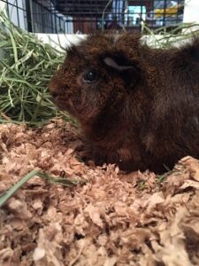 Curated visual reference: Picture Idea: Top 6 Paper Bedding For Guinea Pig Recycled Shredded Paper