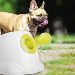 auto-ball-thrower-for-dogs