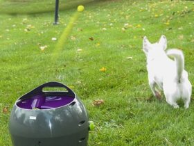 automatic-ball-launcher-for-large-dogs