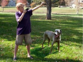 ball-launcher-for-large-dogs