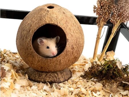 Best 6 Terrariums For Hamster Cages Reviewed By Expert