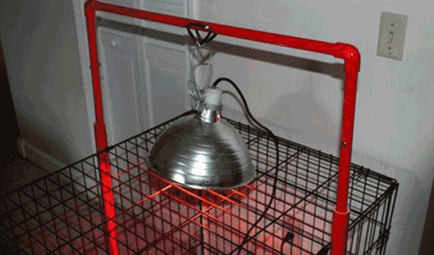 heat lamp on the top of wire cage