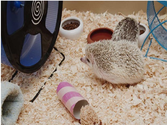 hedgehog cage accessories
