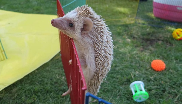 hedgehog climbing