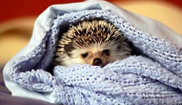 hedgehog in blanket