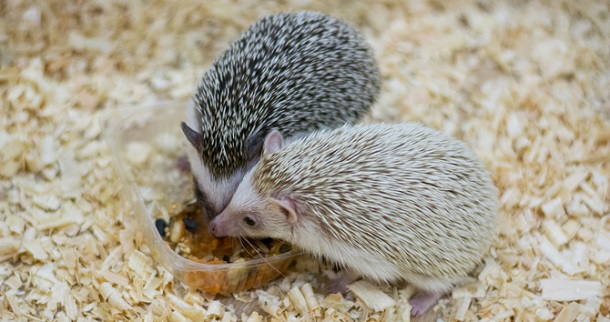 Hedgehogs eat 
