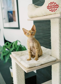 Pawmona Multi-Level Cat Tree