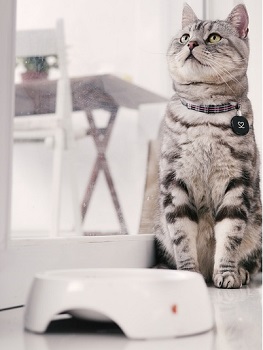 american shorthair cat