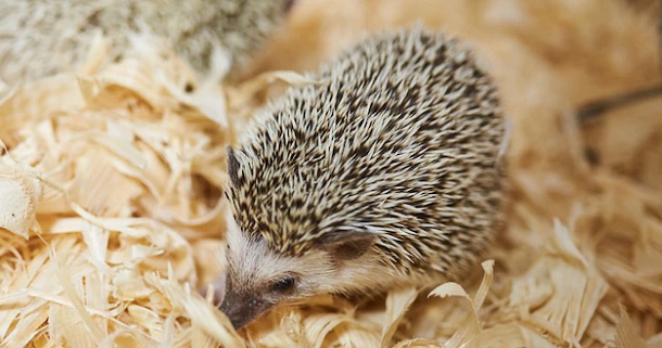 bedding in cage