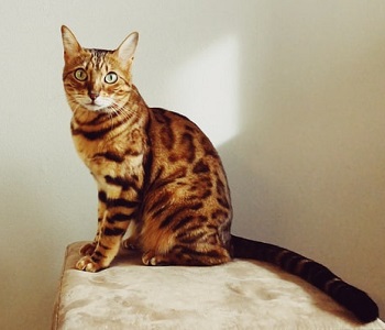 bengal cat