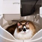 best-automatic-litter-box-for-multiple-cats