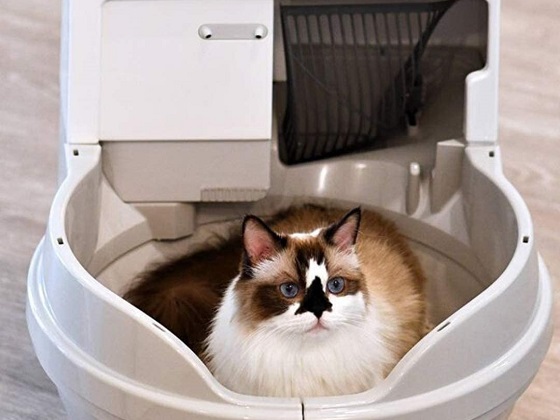 best-automatic-litter-box-for-multiple-cats