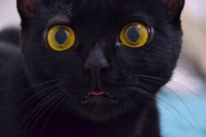 How Long Do Black Cats Live? What Is Their Average Lifespan?