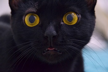 How Long Do Black Cats Live What Is Their Average Lifespan