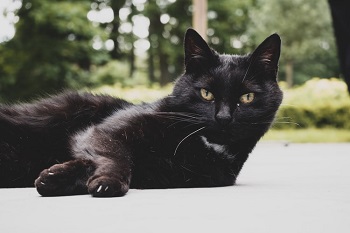 black cat