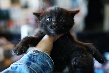 bombay cat baby