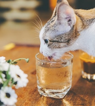 cat and drink