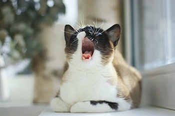 cat boring in captivity