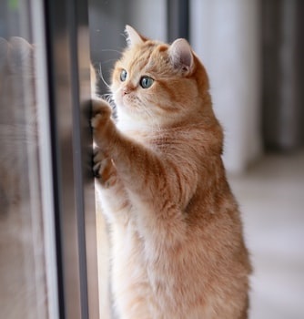 cat in captivity