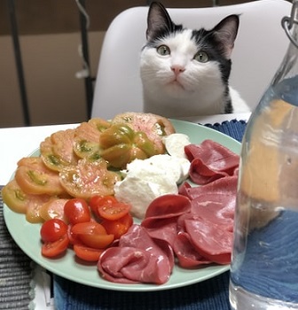 cat with food