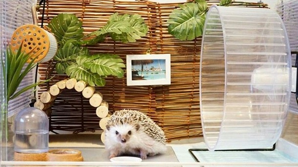decorative habitat for hedgehog