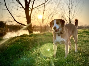 dog in the grass