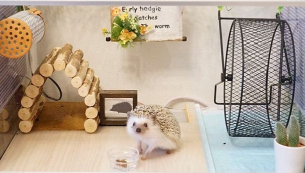 hedgehog enclosure
