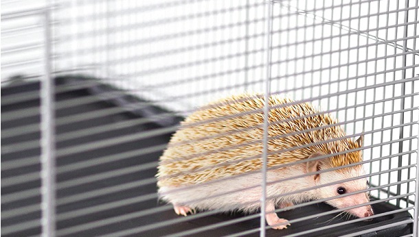 hedgehog in wire cage