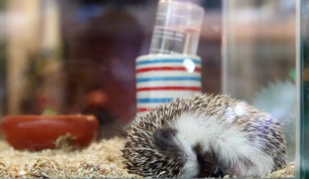 hedgehog sleeping