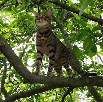 how long american shortcat lives