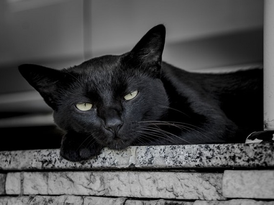 how long black cat lives