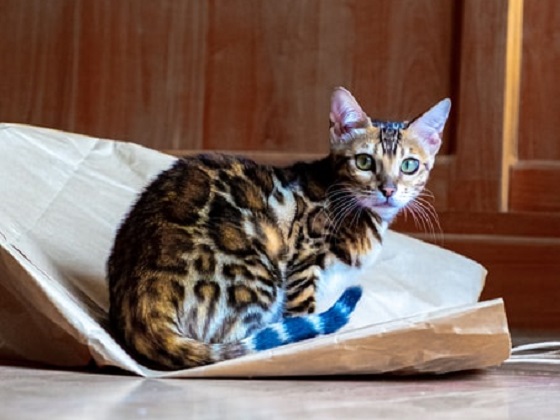 how long does bengal cat live