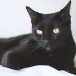 how long does bombay cat live