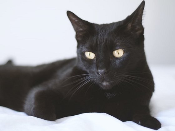 how long does bombay cat live