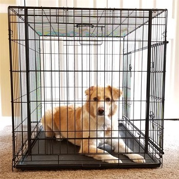 Cardinal Gates Sliding Door Pet Crate