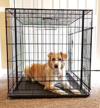 Cardinal Gates Sliding Door Pet Crate