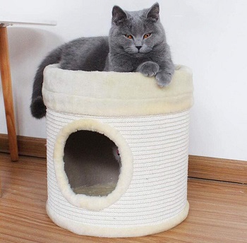 JSZMD Cat House review