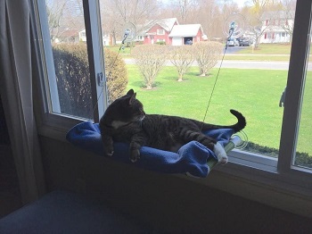 Kitty Cot Window Cat Perch