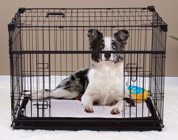 BEST WITH DIVIDER CRATE FOR PUPPY TRAINING