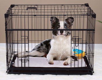 BEST INDOOR 36 INCH DOG CRATE WITH DIVIDER