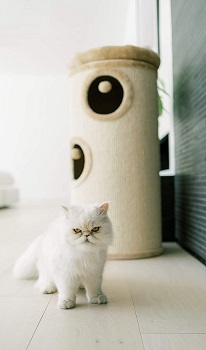 Pawmona Designer Cat Condo