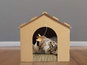 cardboard cat scratcher house