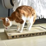 cat scratch box with catnip
