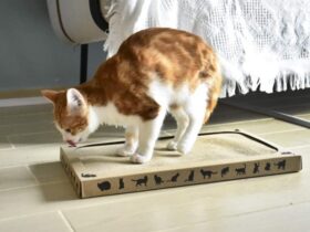 cat scratch box with catnip