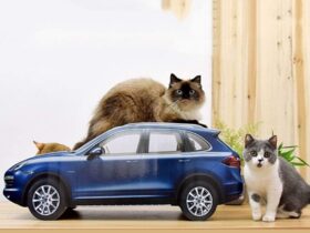 cat scratcher car