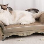 luxury cat furniture